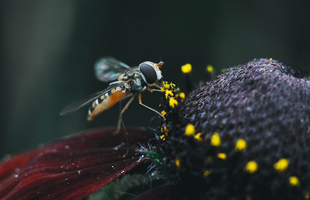 Photograph by Олеся zme