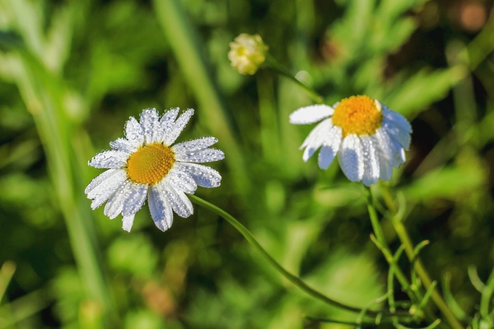 В каплях росы