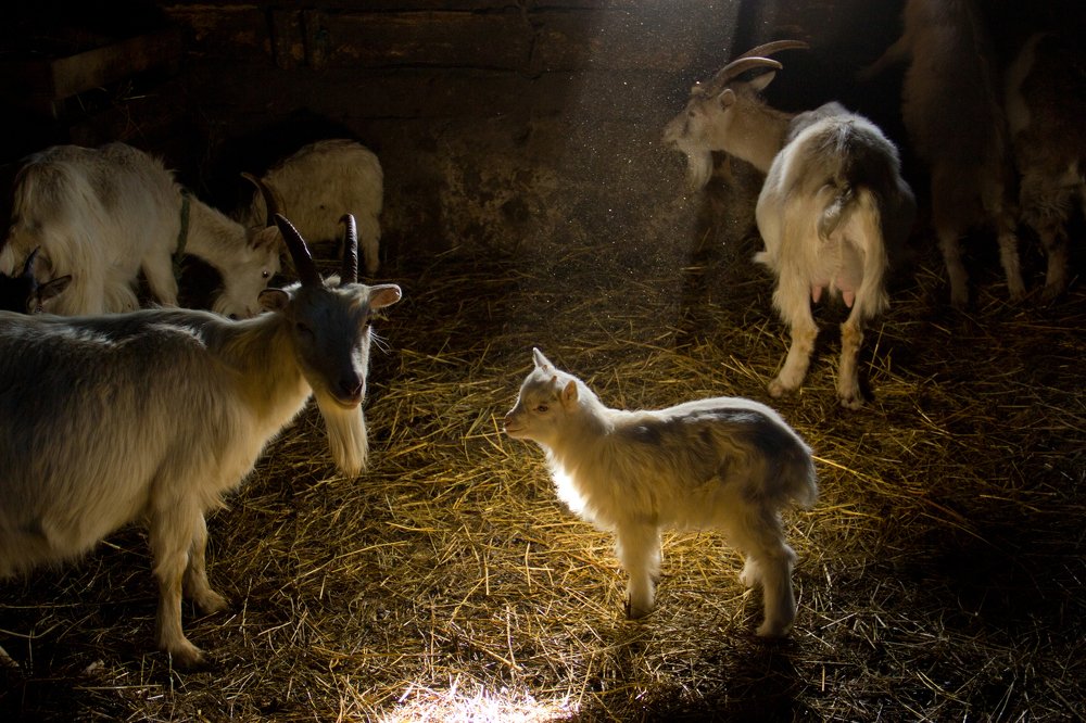 мои козочки