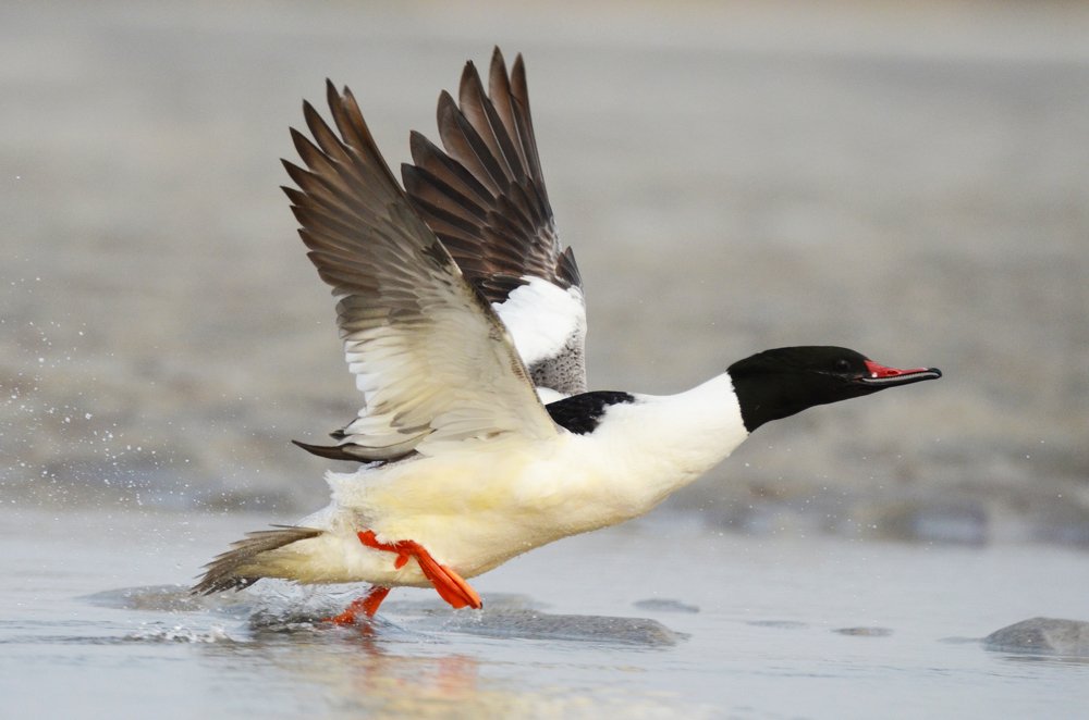 Photograph by Kushal Sharma