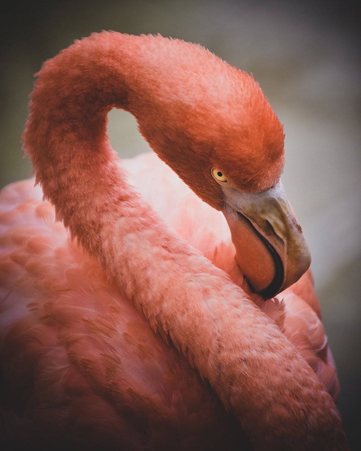Phoenicopterus roseus