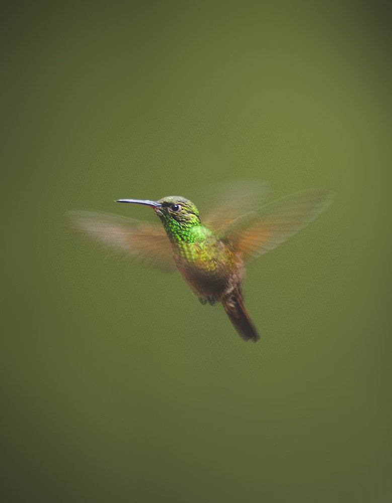 Hummingbird