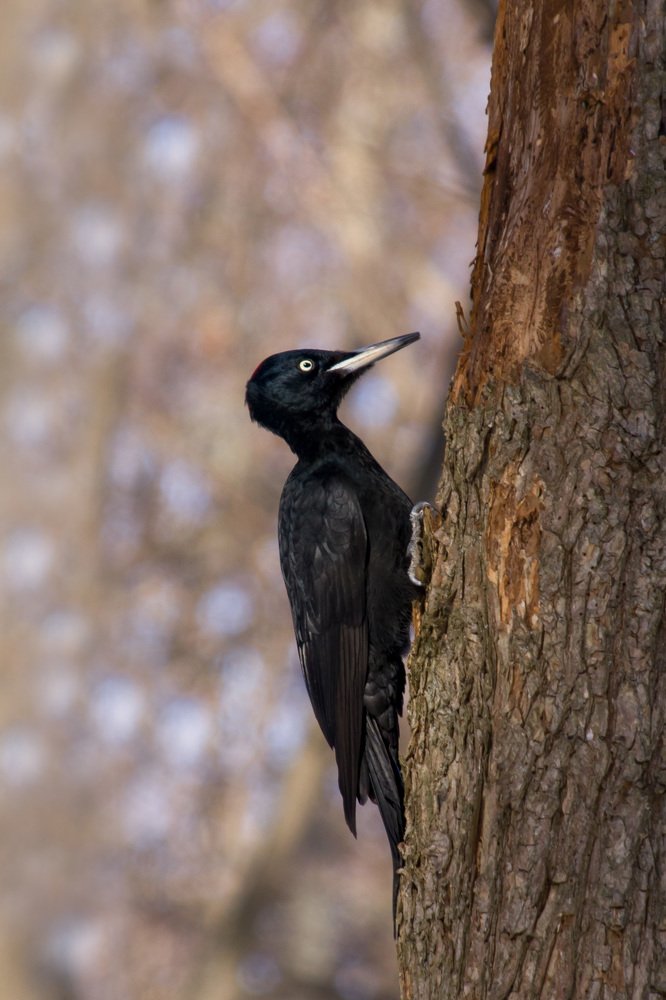 Photograph by Наталья Гайдукевич