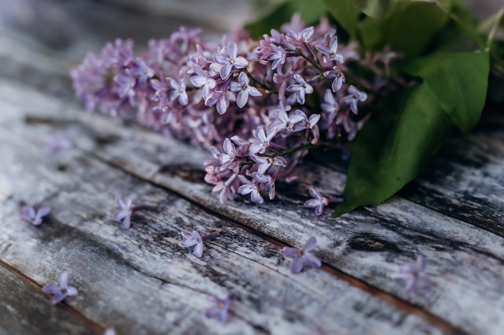 Фотография автора Екатерина Комиссарова