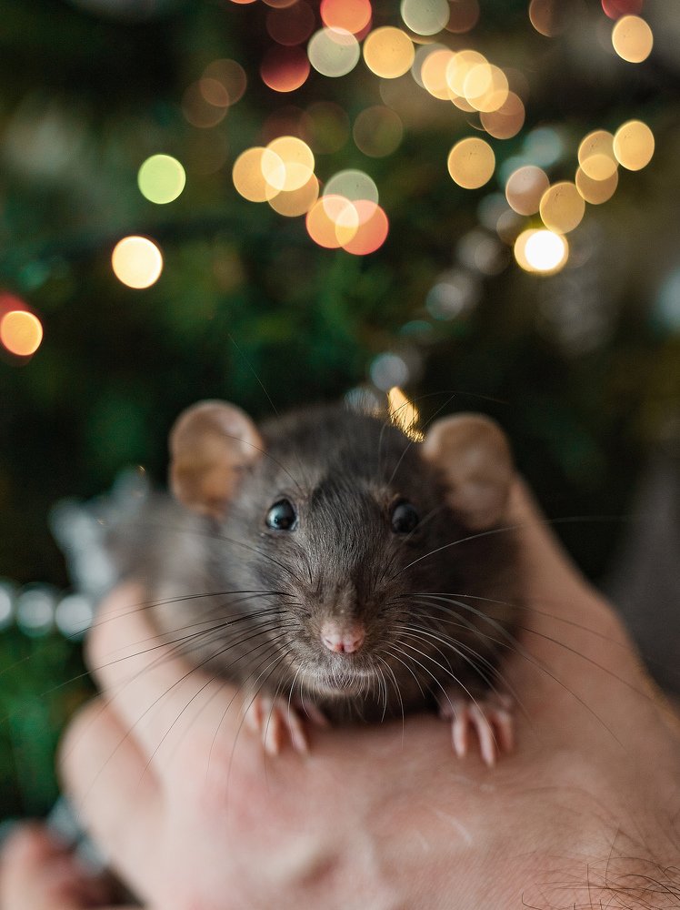 Фотография автора Екатерина Комиссарова