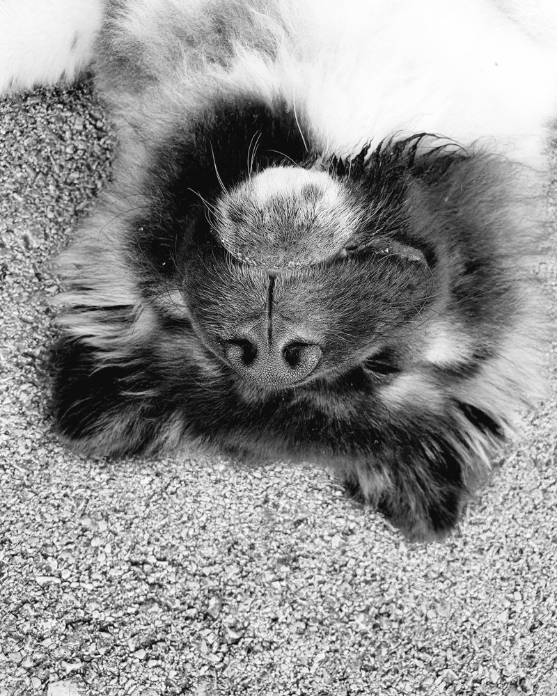 Фотография автора Suzana Svecnjak