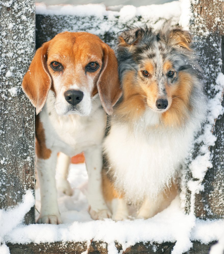 portrait of two dogs