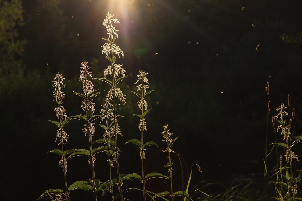 Photograph by Елена Панькова