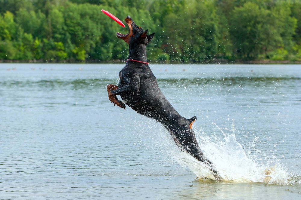 Соревнования по дог фризби.