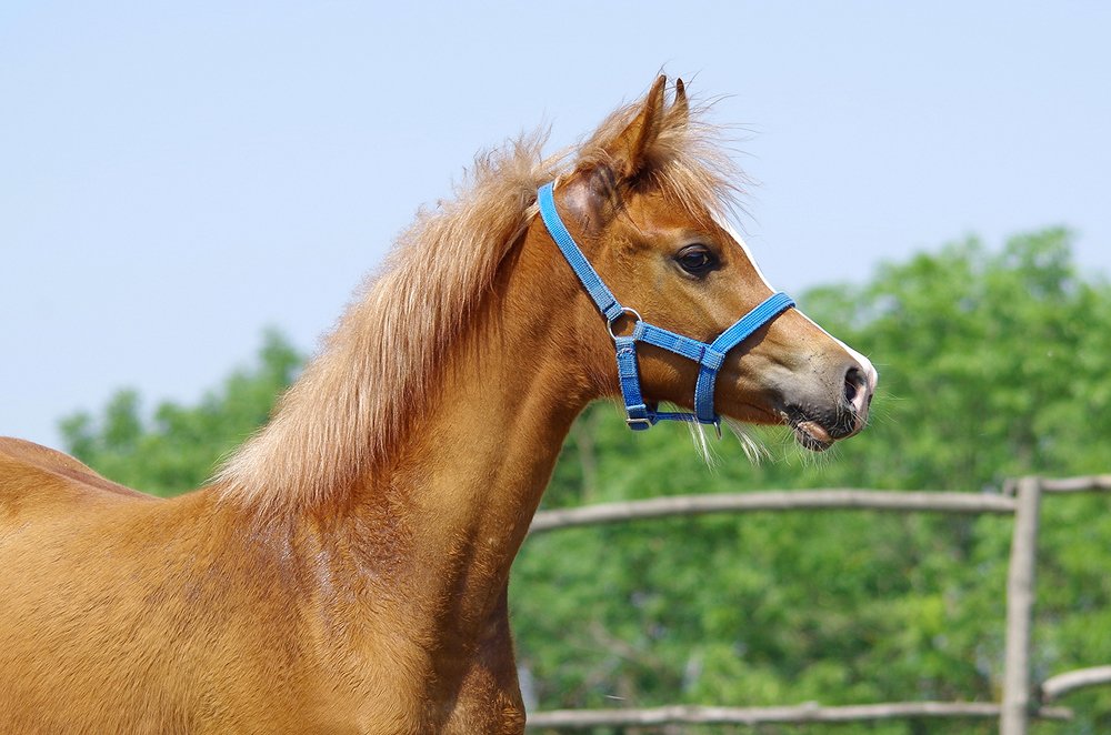 Арабский жеребец.