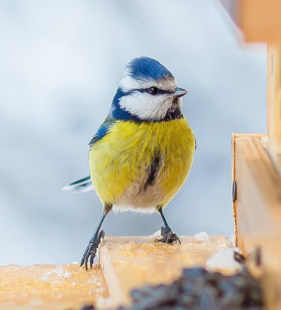 У кормушки.