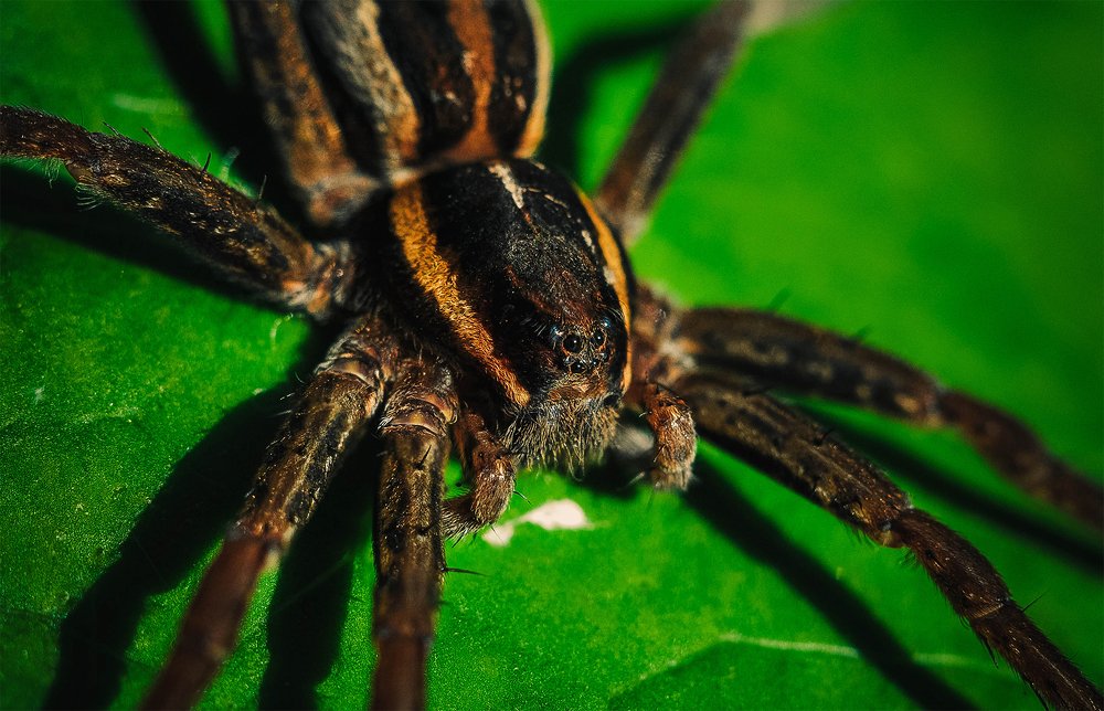 Photograph by Олеся zme