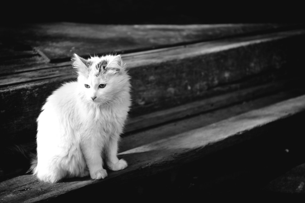 Нежданный гость