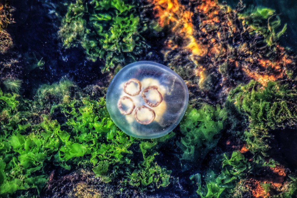 Фотография автора Юлия Егорова