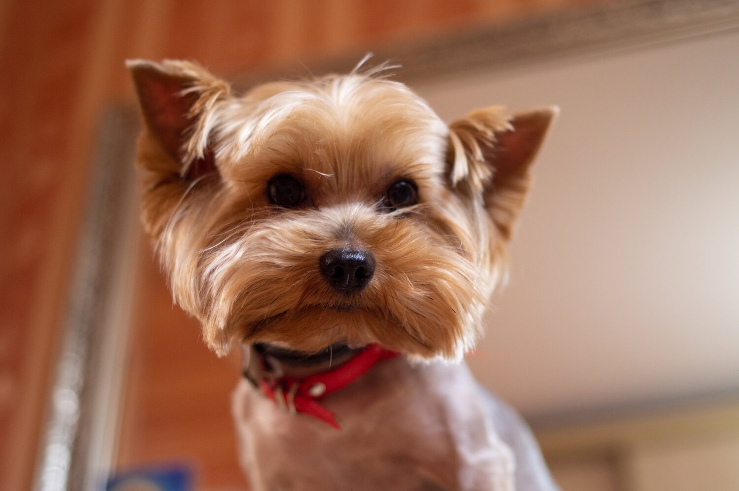 Photo #4968901