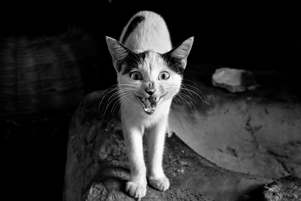 Photograph by Bishnu Goenka