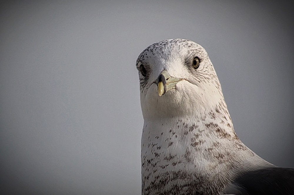 Photograph by Alfredo Fresán