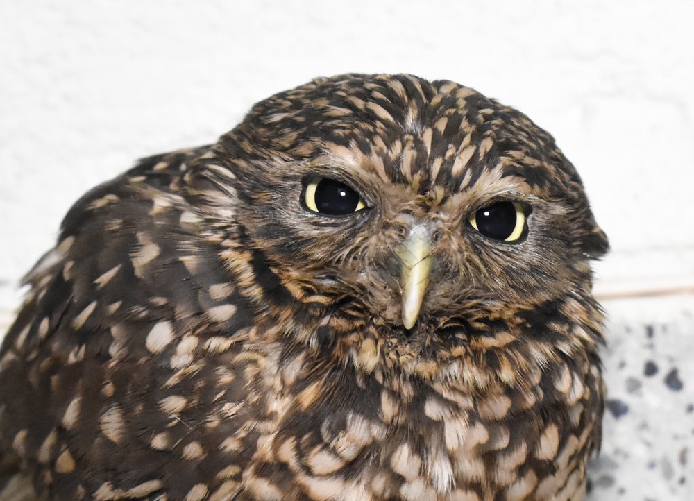 MIRADA