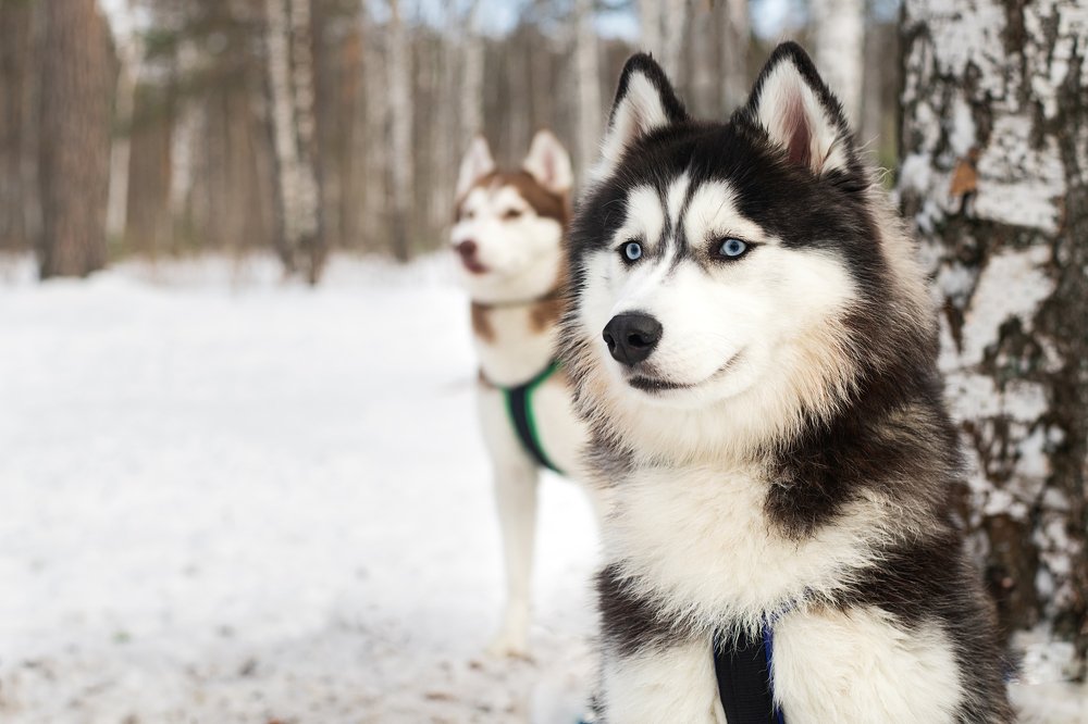 Photograph by Екатерина Абросова