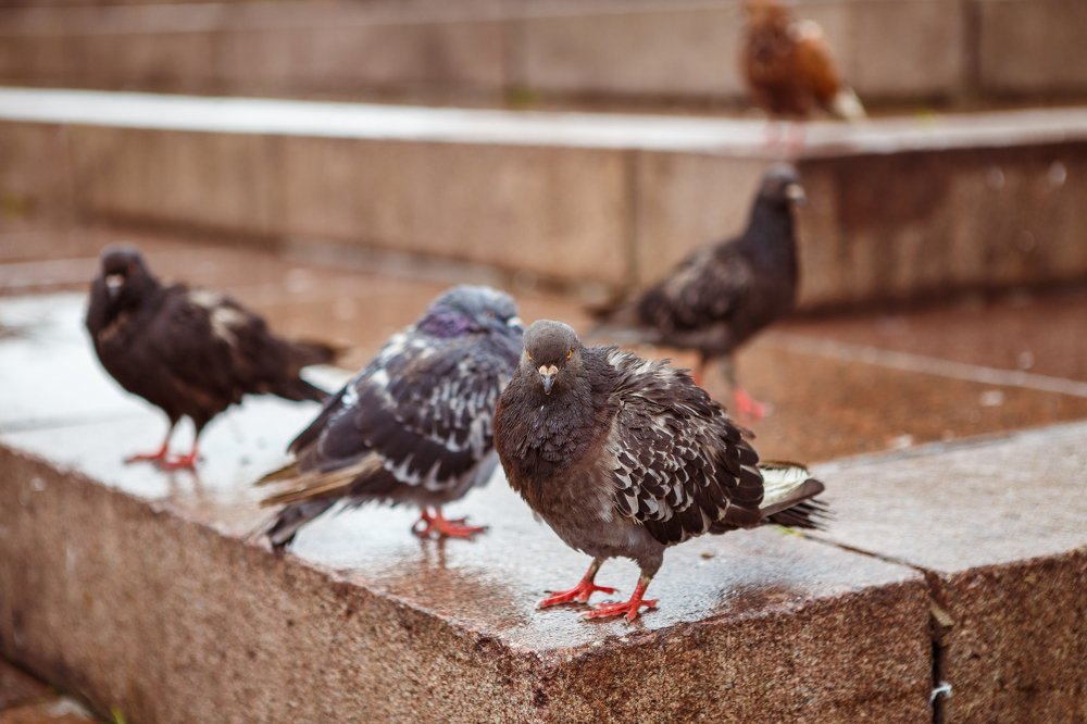 Они следят за тобой.