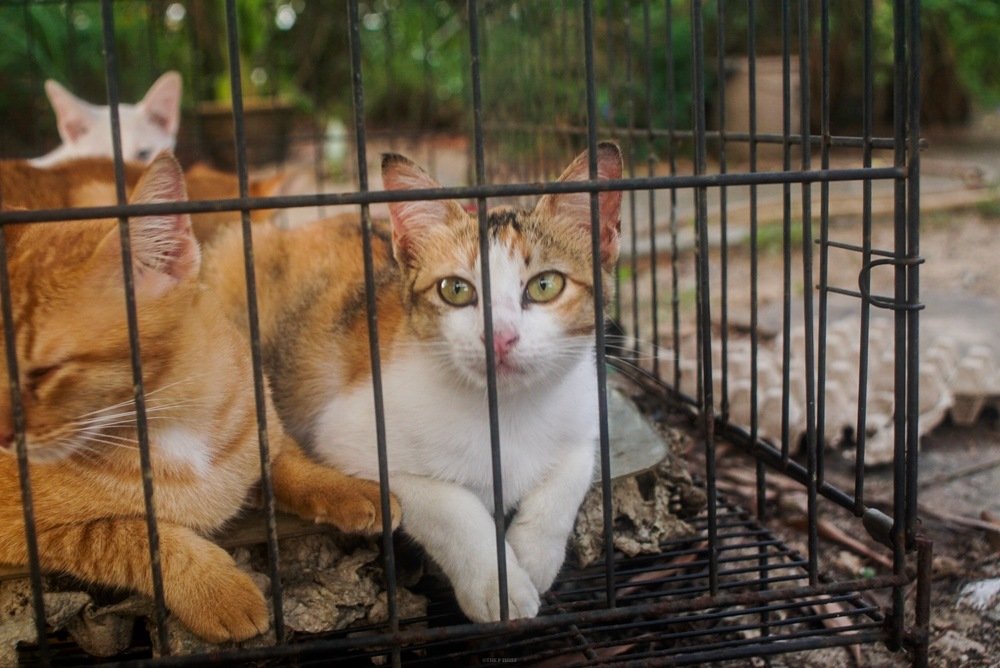 Photograph by phantoms thief