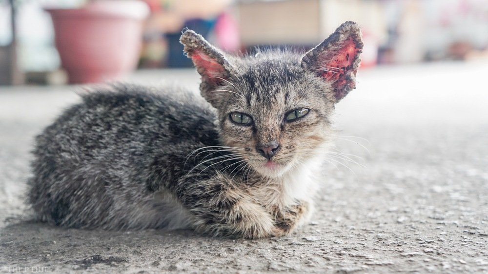 Photograph by phantoms thief