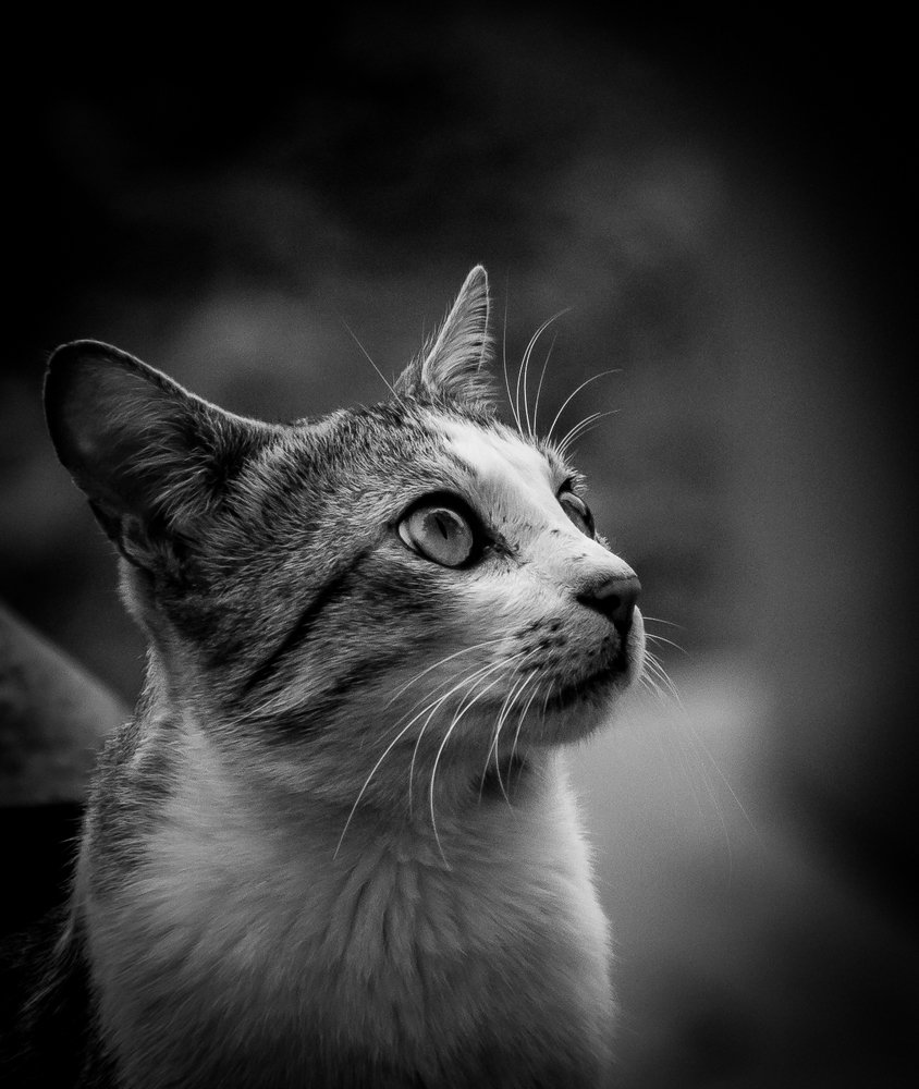 Photograph by Prasad Pavan