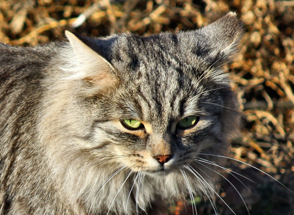 Photograph by Elena Khalizova