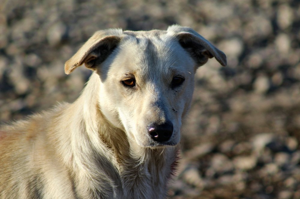 Photograph by Elena Khalizova