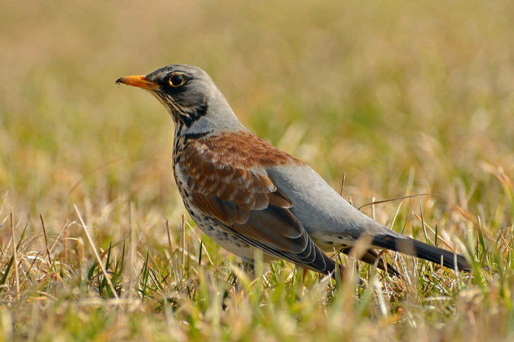 Photograph by Владислав Иопек
