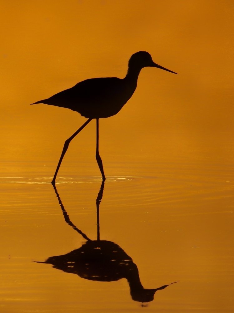 Photograph by Mazdak Haghshenas