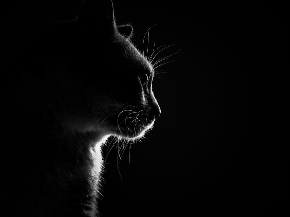 Photograph by Георгий Акопджанов