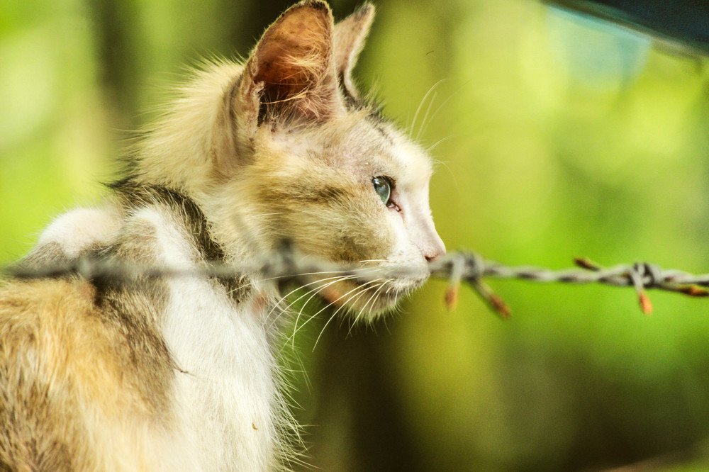 Фотография автора Vijay Richhiya