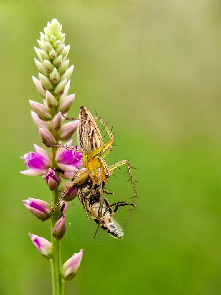 Mobile Macro