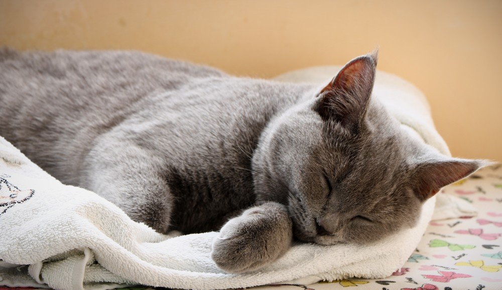 Надо поспать перед охотой...