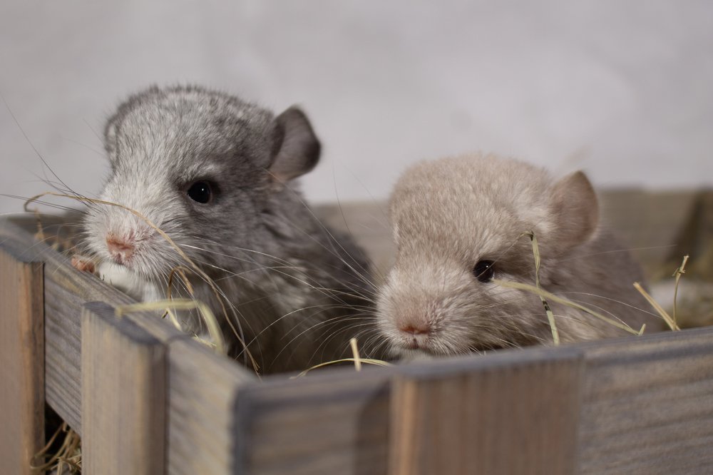 Photograph by Лис Ната