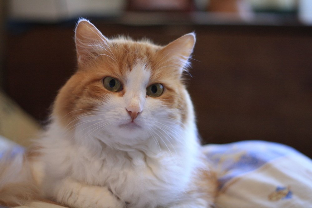 Photograph by Наталья Сазонова