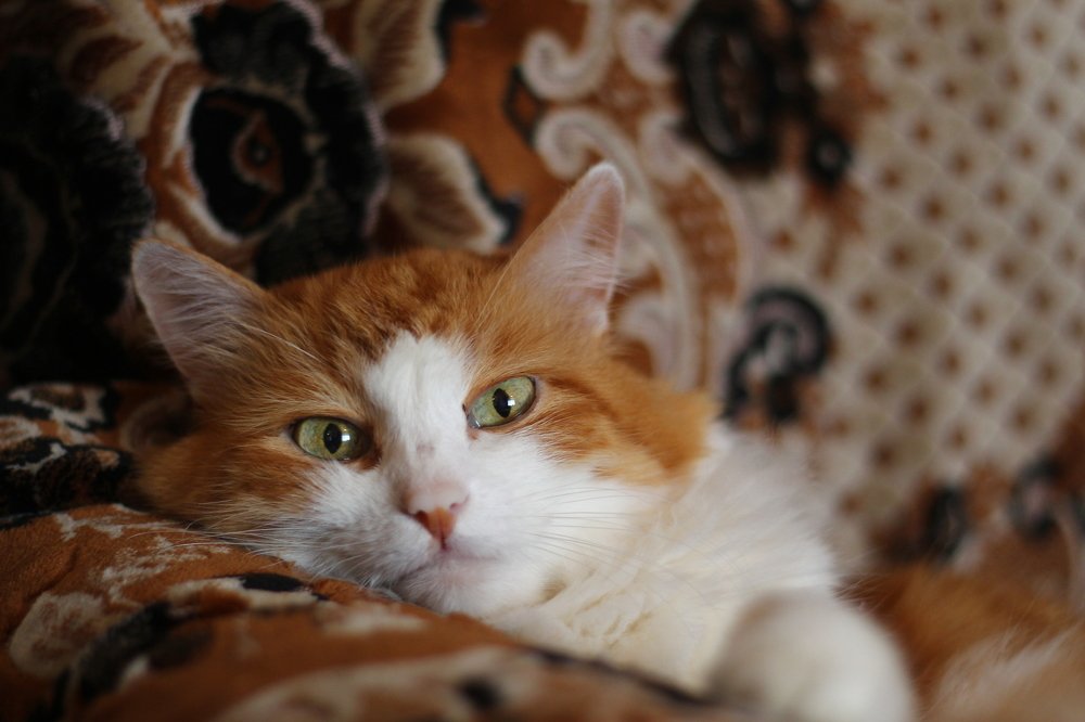 Photograph by Наталья Сазонова