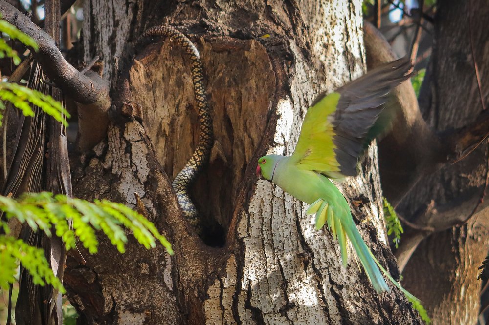 Rat snake entering parakeet's nest