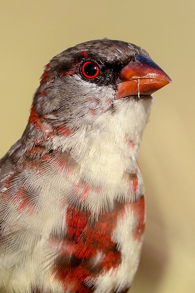 A Portrait of Red Munia
