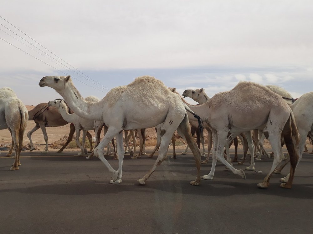 White Camels