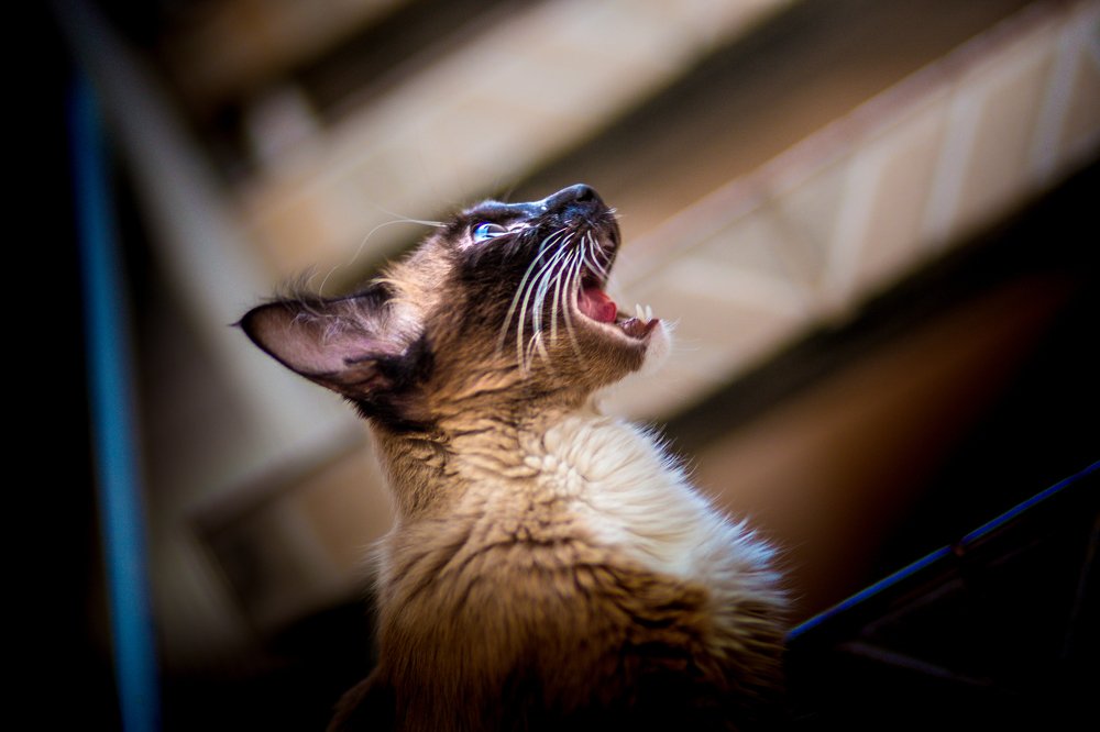 Фотография автора Gabriel de Araujo Almeida