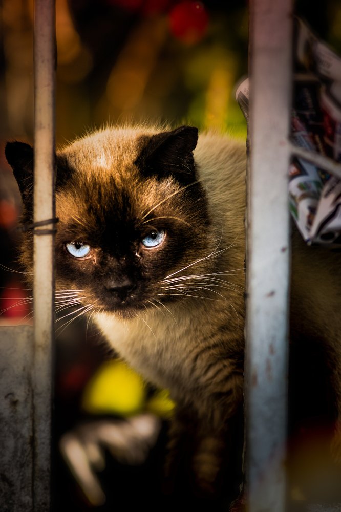 Фотография автора Gabriel de Araujo Almeida