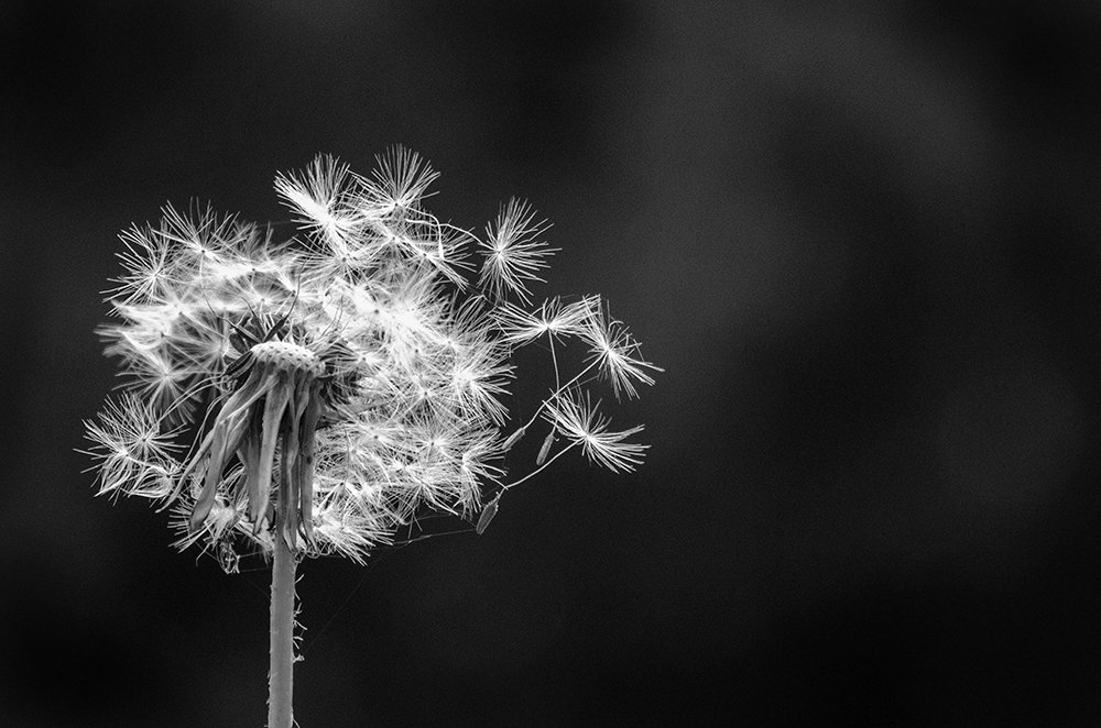 Dandelion