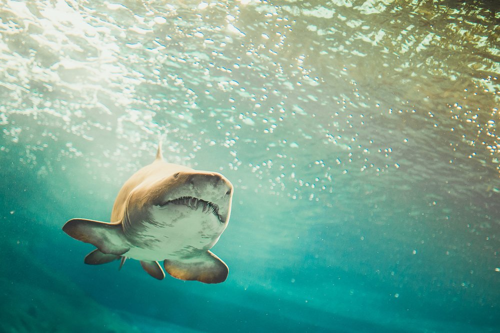 Photograph by Андрей Сериков