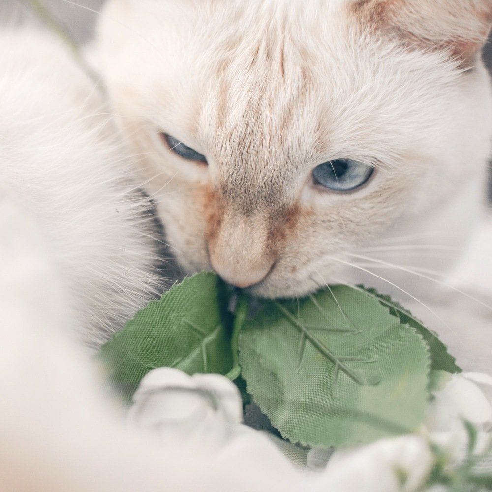 Photograph by Анна Альберт