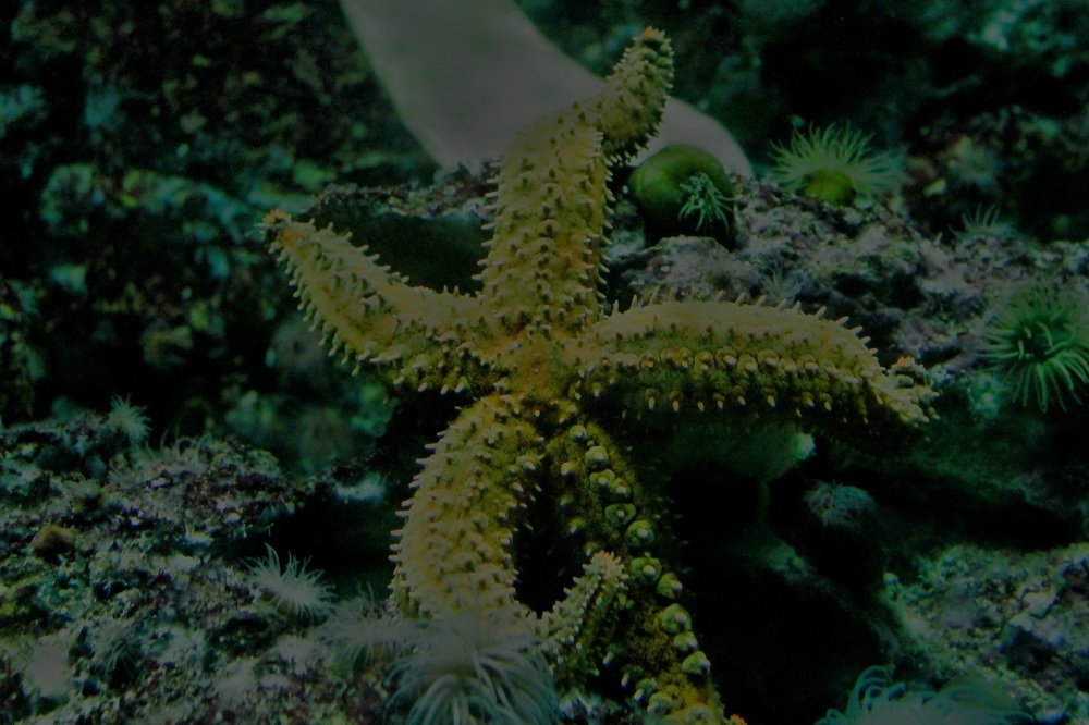 Photograph by Francisco Ferreira