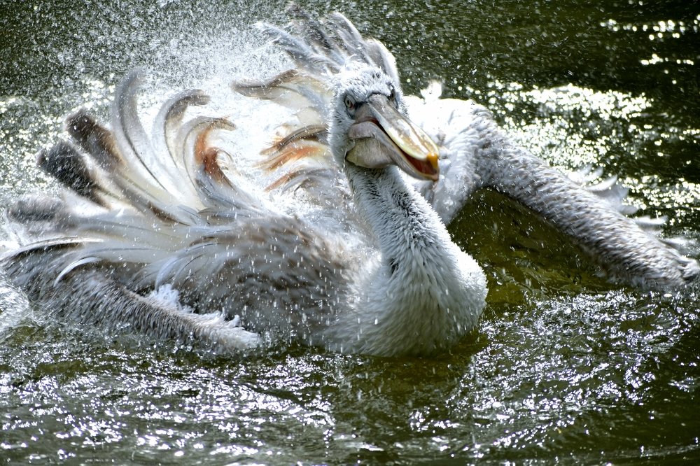 Pelican flapping wings