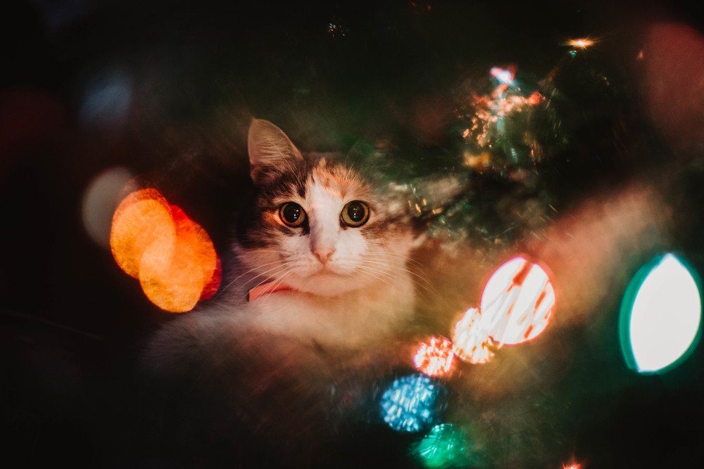 Photograph by Анастасия Тараненко