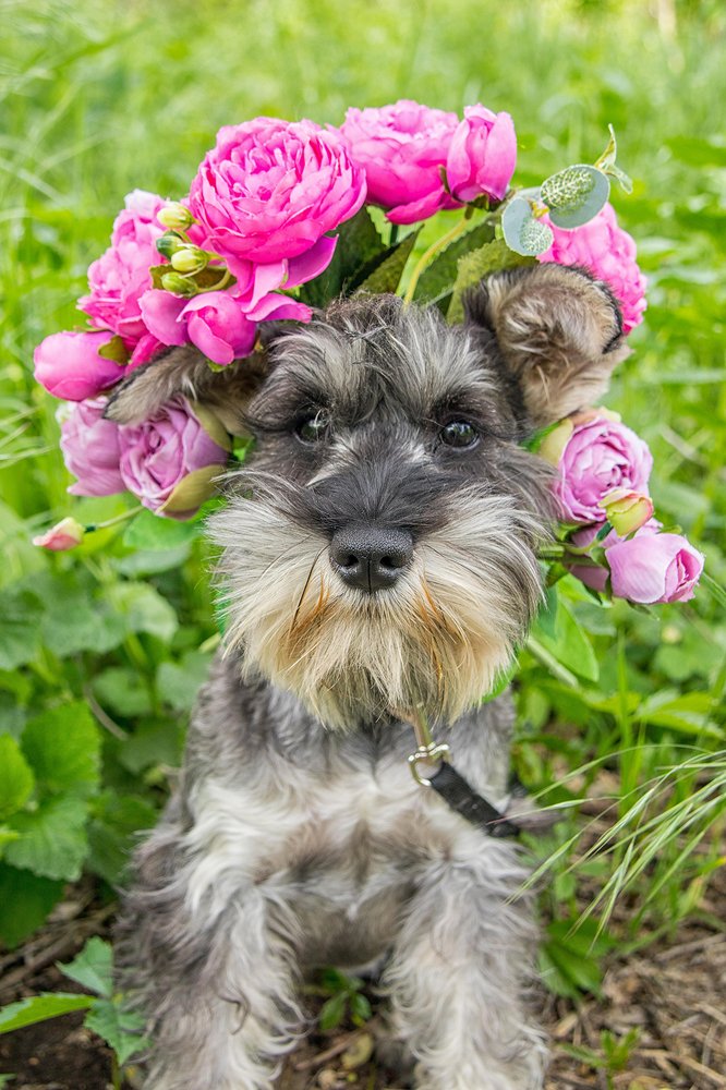 Айва в стиле "Фрида Кало"